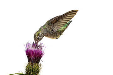 Fototapeta premium Anna's Hummingbird (Calypte anna) Photo, feeding on a Arizona Thistle (Cirsium anrzonicum) Bloom, in Flight Over a Transparent Isolated PNG Background