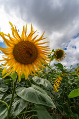 Close Up of Vibrant Yellow Sunflower Under Dramatic Cloudy Sky in Field