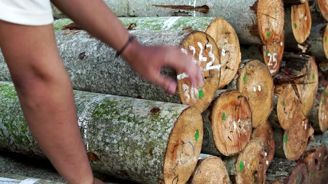 Worker hand inspecting stacked timber logs with painted numbers in an Indonesian tropical forest during daytime.