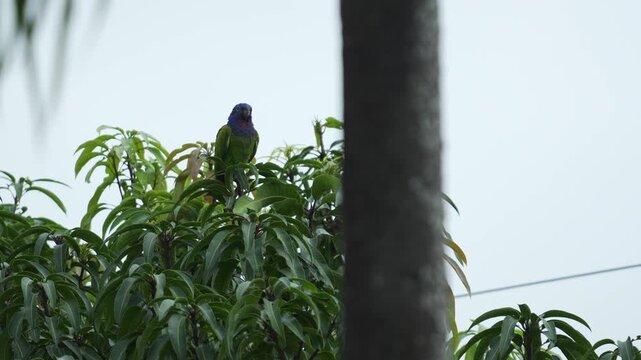 Loro cabeza azul (Pionus menstruus) posado tranquilamente en las ramas de un &aacute;rboldurante una ma&ntilde;ana fr&iacute;a en Colombia. Escena natural que muestra el comportamiento de esta ave tropical en su h&aacute;bitat, 
