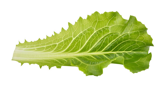 Fresh green lactuca leaf, isolated on white or transparent background. PNG