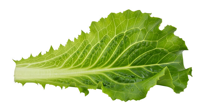 Fresh green lactuca leaf, isolated on white or transparent background. PNG