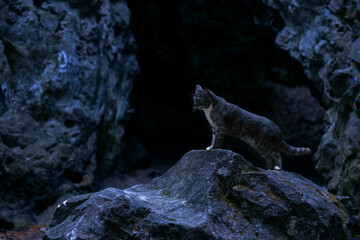Obraz premium A domestic cat stands alert on a rock in a dark, rocky environment at night