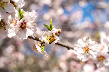 Fototapeta premium Spring bee collecting nectar from white and pink almond blossoms