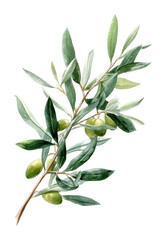 Fototapeta premium PNG Olive branch watercolor illustration.