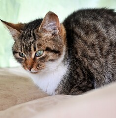 Obraz premium A tabby cat with green eyes resting on a beige surface, looking sideways with a calm expression.