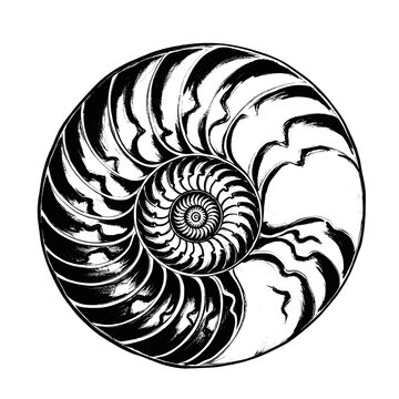 Nautilus shell cross-section showing logarithmic spiral and chambers in black and white illustration