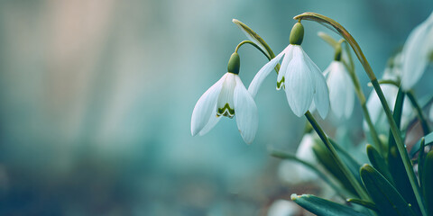 Fototapeta premium Several white snowdrops on a blurred background. Spring minimalist background or banner. First fresh flowers. The arrival of spring.