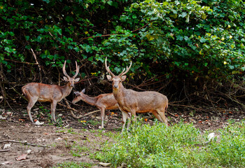 Obraz premium Group of Javan Rusa deer resting in tropical forest edge. Wild Rusa timorensis with majestic antlers in natural habitat. Perfect for wildlife documentary, nature conservation, and safari themes