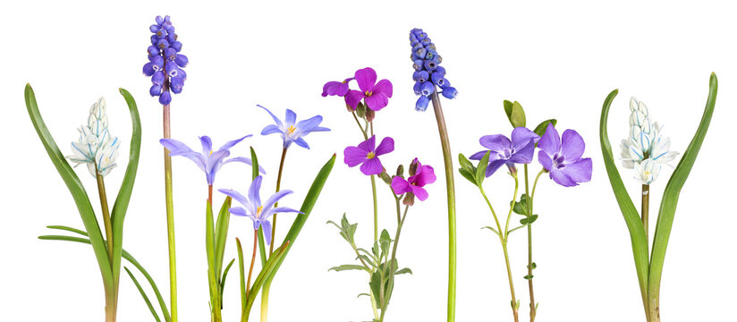 Small spring flowers such as the striped squill, the blue grape hyacinth, or the chionodoxa