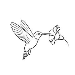 Obraz premium Line art illustration of a hummingbird drinking nectar from a delicate flower