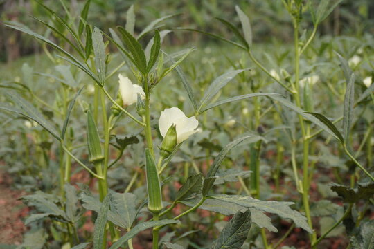 Okra Plants with Green Leaves and Light Flowers in Field