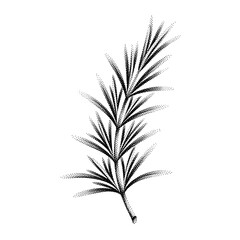 Fototapeta premium Minimalist stippled rosemary sprig illustration on a clean white background