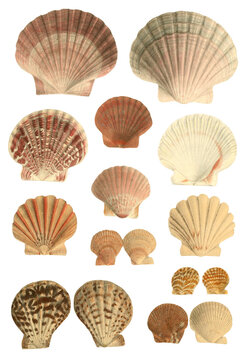Scallop shell Pecten vintage monograph illustration for graphics or clipart, isolated (19th century)