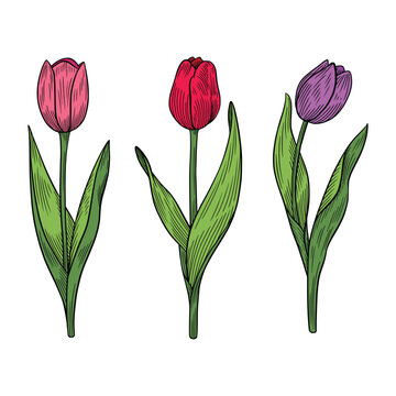 Vintage Tulip Flower Illustration Set, Hand Drawn Botanical Tulip Line Art Vector