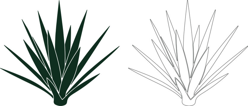 Dark green yucca plant silhouette with outline