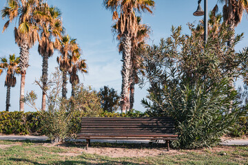 Empty wooden bench in a sunny coastal park surrounded by palm trees and green bushes, evoking relaxation, vacation mood, and outdoor leisure in warm weather.