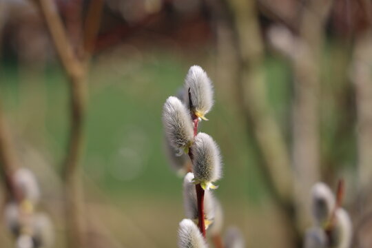 Willow catkins in spring time