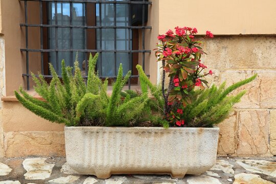 Urban gardening - asparagus fern and crown-of-thorns plant in large planter in Polop, Spain.