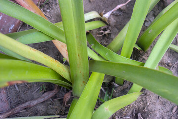 Obraz premium Agapanthus African Lily Leaves Fresh Green Garden Foliage Scene