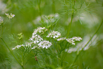 Coriandrum sativum Coriander Flower Blooming Herb Plant. © Jahid