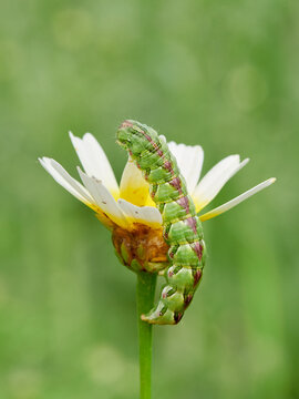 Huge caterpillar on a flower. Cucullia calendulae