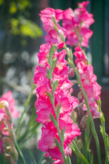 Obraz premium Gladiolus Sword Lily Bright Pink Flowers In Garden Border.