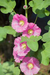Alcea Hollyhock Flower Blooming In Garden.