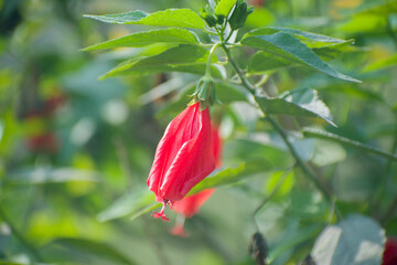 Malvaviscus arboreus Sleeping Hibiscus Flower Bloom.
