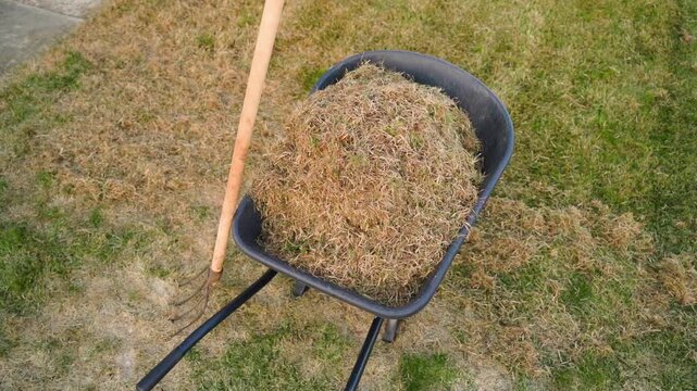 Garden cart with dry grass after lawn dethatching top view. Spring lawn maintenance