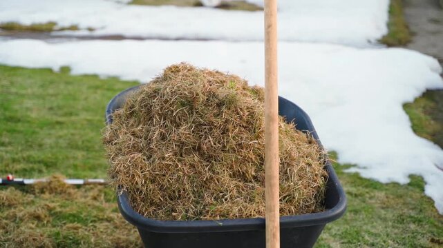 Dry stale grass after spring lawn raking in garden cart with lawn and snow remnants in background