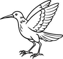 Obraz premium Line Drawing Hummingbird Hovering with Wings Outspread Isolated on White Background
