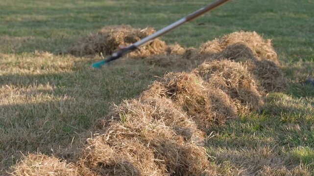 Lawn dethatching process with rake in spring. Spring garden work, lawn grass care