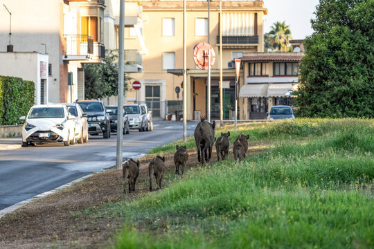 Wild boar sus scrofa mother walking with piglets along urban roadside near traffic. Wildlife family adapting to city environment with cars and buildings in background. 