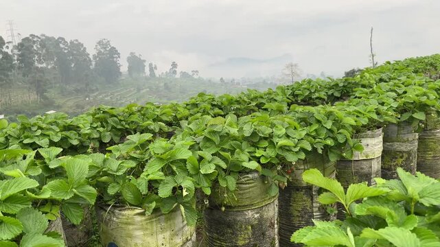 Rows of strawberry plants growing in polybag containers on a farm field. Agricultural cultivation of berries in outdoor farming environment.