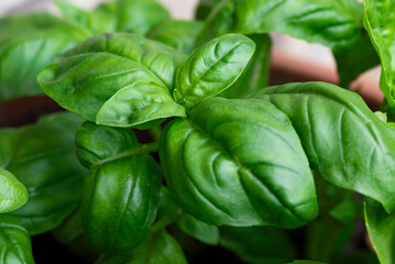Primo piano di basilico fresco, alimentazione biologica 