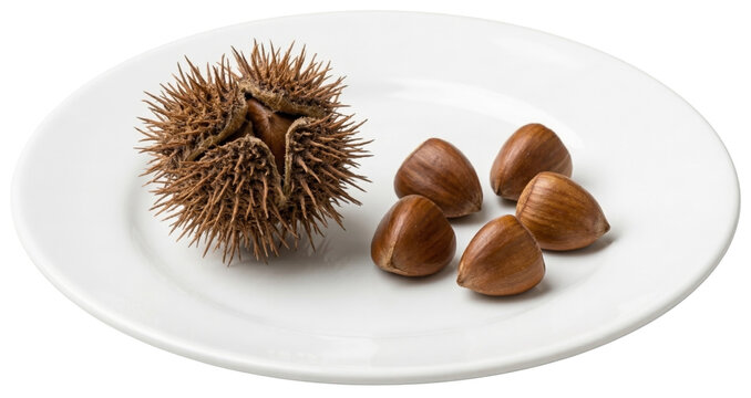 beechnuts (fagus sylvatica) with an open spiky husk on a white plate against a black background