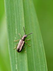 Black and white striped beetle on a green plant stem. Crioceris macilenta