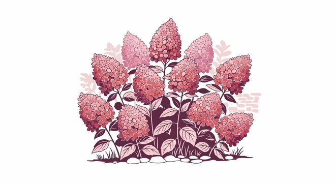 Delicate pink hydrangeas bloom in a cluster against a white background