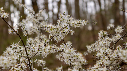 White blackthorn blossoms in spring forest, Germany