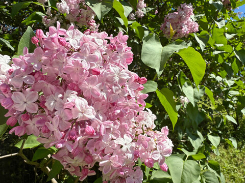 Pink flowering lilac in spring.