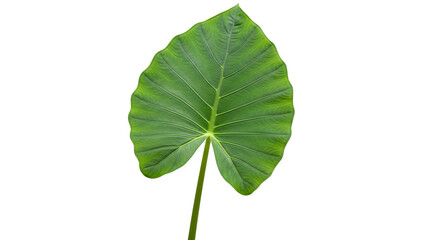 Fototapeta premium Large green taro leaf, isolated on white or transparent background. PNG