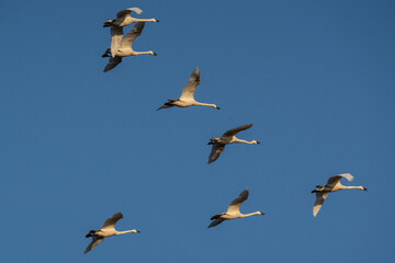 Obraz premium Tundra Swans (Cygnus columbianus) fly against a blue sky background during spring migration. 
