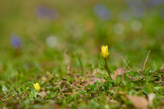 Yellow lesser celandine flower blooming in spring grass with soft bokeh