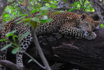 Leopard cub in the Okavango Delta of Botswana. 