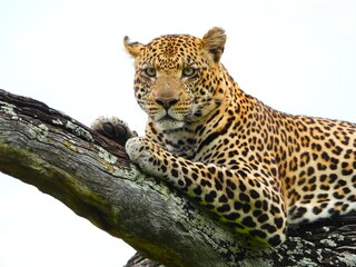 Fototapeta premium Leopard male in the Okavango Delta of Botswana. 