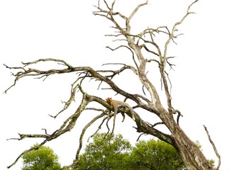 Fototapeta premium Leopard in a tree in the Okavango Delta of Botswana. 