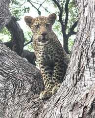 Obraz premium Leopard cub in a tree in the Okavango Delta of Botswana. 