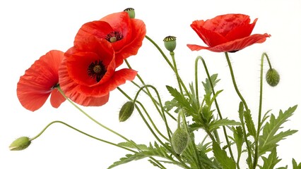 Fototapeta premium Vibrant red poppy flowers isolated on a clean backgroundpoppy, flower, field, poppies, spring, red, nature, flowers, bloom, landscape, color, meadow, flora, wild, garden, plant, season, grass, beauty,