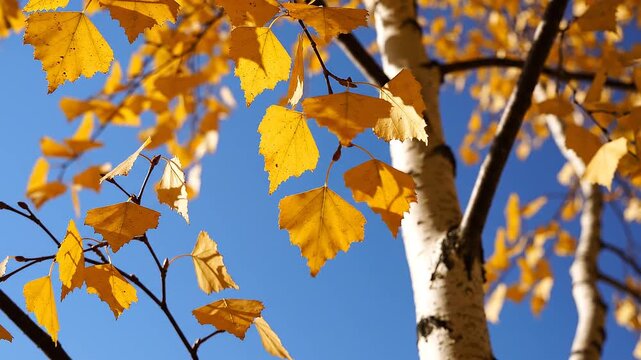 Autumn Leaves on Tree Branches.